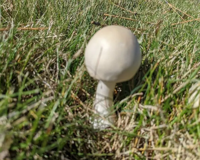 Fehér tarlógomba - Leucoagaricus leucothites