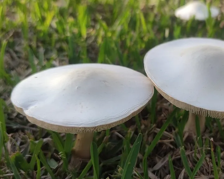 Fehér tarlógomba - Leucoagaricus leucothites