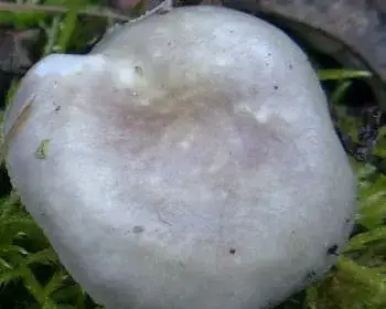 Duft-Schneckling - Hygrophorus agathosmus