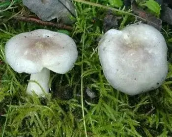 Duft-Schneckling - Hygrophorus agathosmus