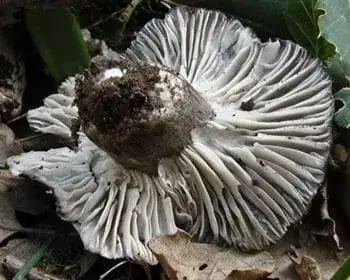 Snow Mushroom