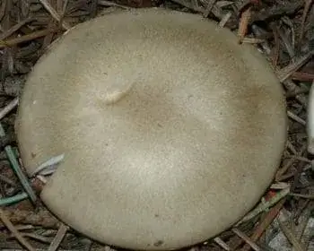 Snow Mushroom