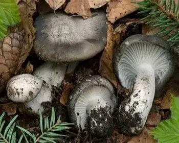 Snow Mushroom