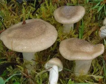Snow Mushroom