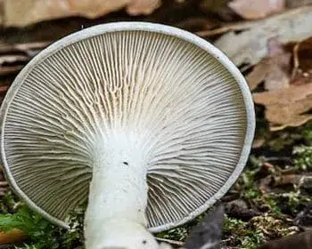 Bitterer Krempling - Clitocella popinalis