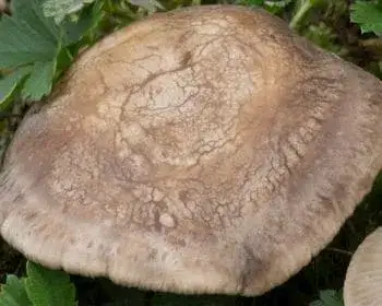 Bitterer Krempling - Clitocella popinalis