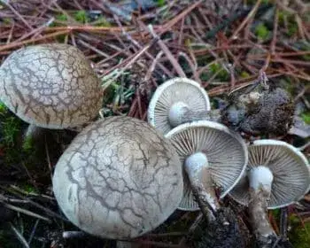 Bitterer Krempling - Clitocella popinalis