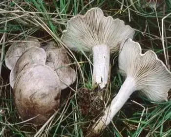 Bitterer Krempling - Clitocella popinalis