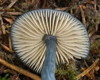 Acélkék döggomba - Entoloma nitida