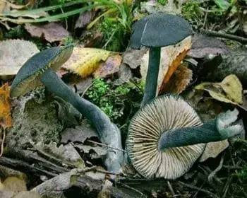 Acélkék döggomba - Entoloma nitida