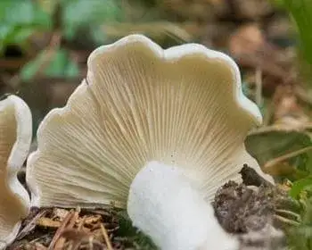 White Clustered Tricholoma - Leucocybe connatum