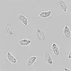mushroom spore image