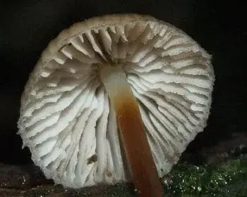 Cifra kígyógomba - Mycena inclinata