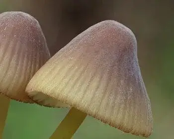 Cifra kígyógomba - Mycena inclinata
