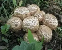 Csoportos csiperke