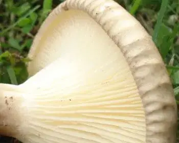 Club-footed Funnel - Ampulloclitocybe clavipes 
