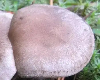 Club-footed Funnel - Ampulloclitocybe clavipes 