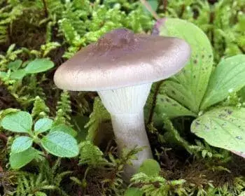 Club-footed Funnel - Ampulloclitocybe clavipes 