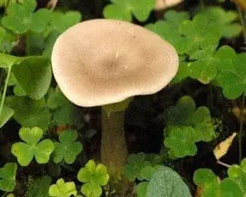 Club-footed Funnel - Ampulloclitocybe clavipes 