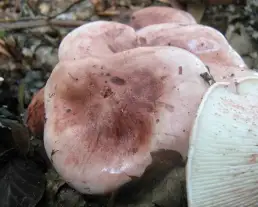 Vörösfoltos csigagomba