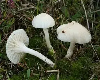 Elfenbein-Trichterling - Hygrocybe virginea