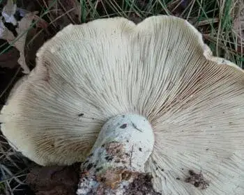Dreifarbiger Trichterling - Leucopaxillus tricolor
