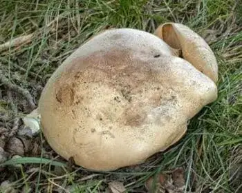 Dreifarbiger Trichterling - Leucopaxillus tricolor