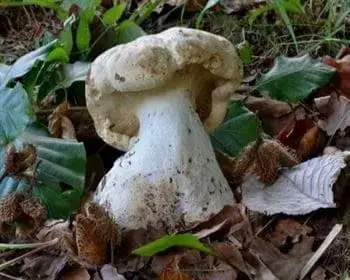 Dreifarbiger Trichterling - Leucopaxillus tricolor