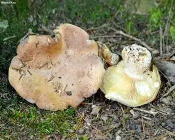 Dreifarbiger Trichterling - Leucopaxillus tricolor
