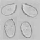 mushroom spore image
