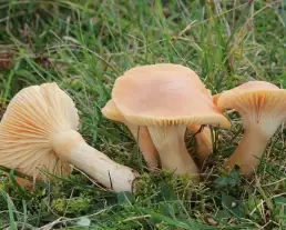 Élénkszínű nyirokgomba