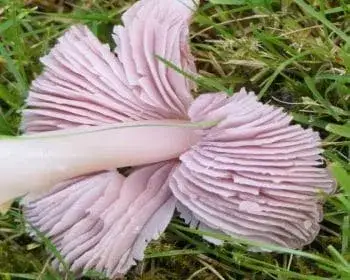Rosafarbener Saftling - Porpolomopsis calyptriformis