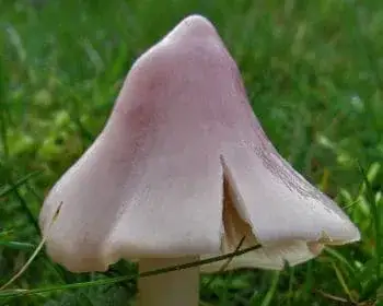 Rosafarbener Saftling - Porpolomopsis calyptriformis