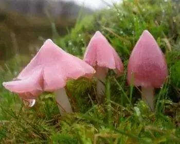 Rosafarbener Saftling - Porpolomopsis calyptriformis