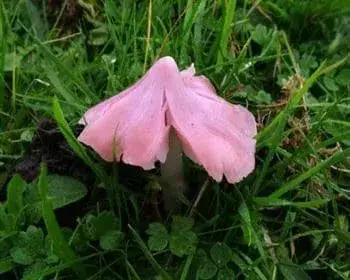 Rosafarbener Saftling - Porpolomopsis calyptriformis