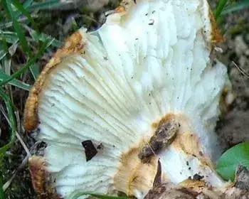 Yellow-scaled Amanita - Squamanita schreieri