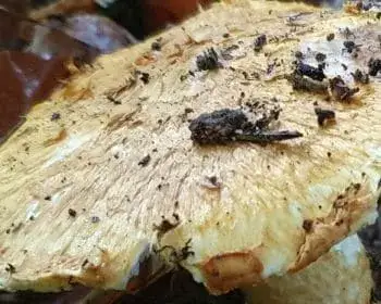 Yellow-scaled Amanita - Squamanita schreieri
