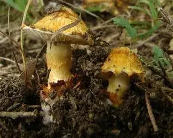 Yellow-scaled Amanita - Squamanita schreieri