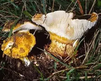 Yellow-scaled Amanita - Squamanita schreieri