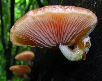 Rötlicher Runzelschüppling - Rhodotus palmatus