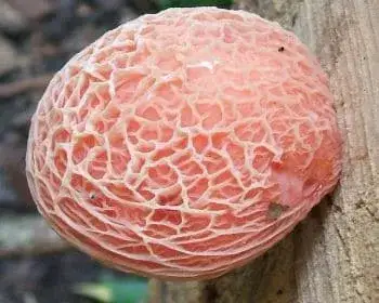 Rötlicher Runzelschüppling - Rhodotus palmatus