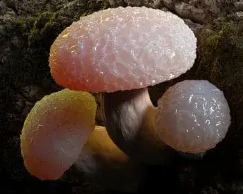 Rötlicher Runzelschüppling - Rhodotus palmatus