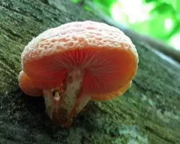 Rötlicher Runzelschüppling - Rhodotus palmatus