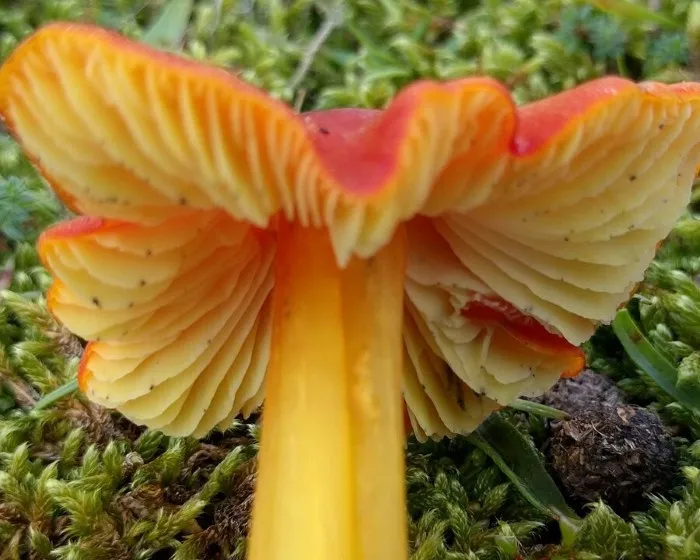 Blackening Waxcap - Hygrocybe conica