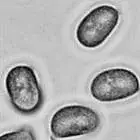 mushroom spore image