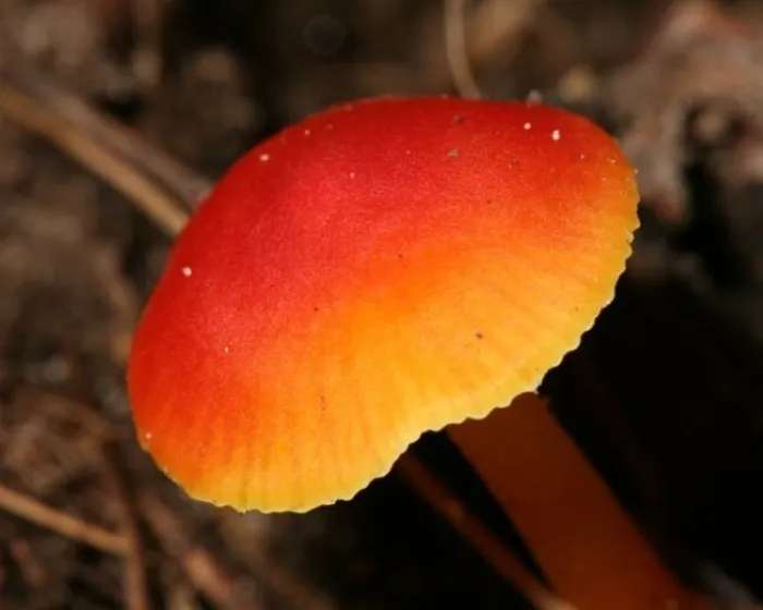 Blackening Waxcap - Hygrocybe conica