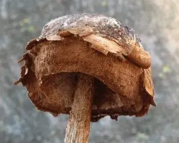 Álszömörcsög - Battarrea phalloides