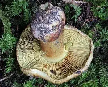 Anis-Schleierling - Cortinarius odorifer