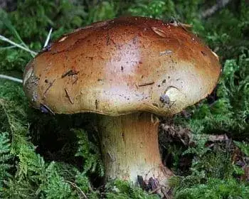 Anis-Schleierling - Cortinarius odorifer