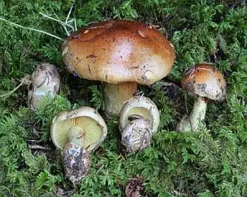 Anis-Schleierling - Cortinarius odorifer